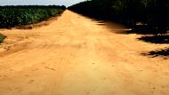 The almond grove where Todd Chance's dead body was discovered | Image source: Dateline NBC on YouTube